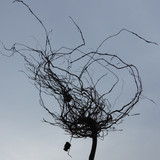 Flora Plant A Beauty Publicdomain (10)