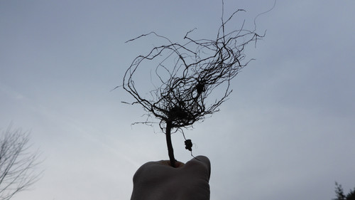 Flora Plant A Beauty Publicdomain (11).jpg