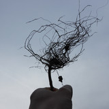 Flora Plant A Beauty Publicdomain (11)