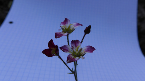 Flora Plant A Beauty Publicdomain (19).jpg