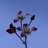 Flora Plant A Beauty Publicdomain (19)