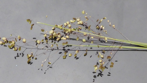 Flora Plant A Beauty Publicdomain (27).jpg