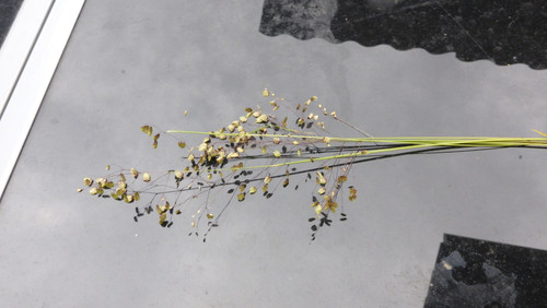 Flora Plant A Beauty Publicdomain (24).jpg