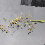 Flora Plant A Beauty Publicdomain (24)