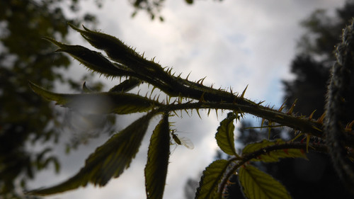 Flora Plant A Beauty Publicdomain (14).jpg