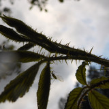 Flora Plant A Beauty Publicdomain (14)