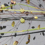 Flora Plant A Beauty Publicdomain (25)