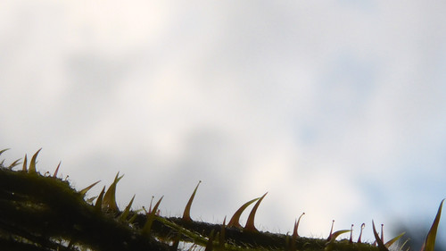 Flora Plant A Beauty Publicdomain (16).jpg