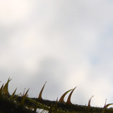 Flora Plant A Beauty Publicdomain (16)