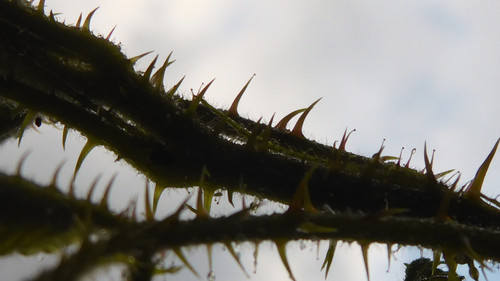 Flora Plant A Beauty Publicdomain (15).jpg