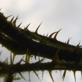 Flora Plant A Beauty Publicdomain (15)