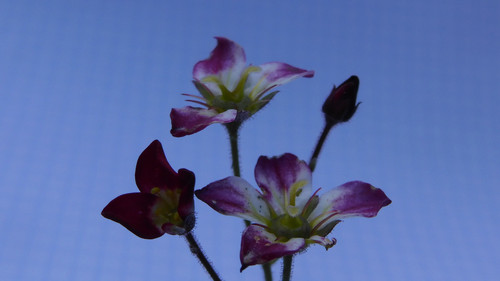 Flora Plant A Beauty Publicdomain (20).jpg