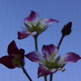 Flora Plant A Beauty Publicdomain (20)