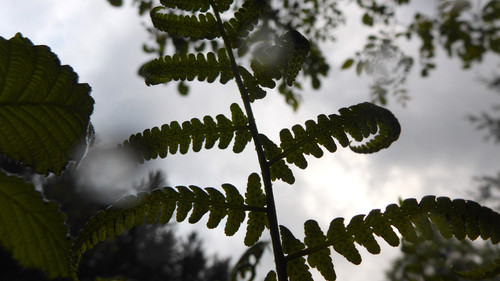 Flora Plant A Beauty Publicdomain (17).jpg