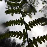 Flora Plant A Beauty Publicdomain (17)