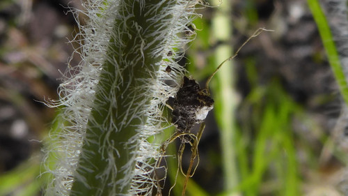 Flora Plant Beauty Publicdomain (197).jpg