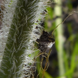 Flora Plant Beauty Publicdomain (197)