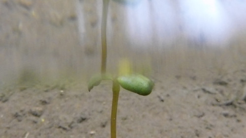 Flora Plant Beauty Publicdomain (187).jpg