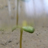 Flora Plant Beauty Publicdomain (187)