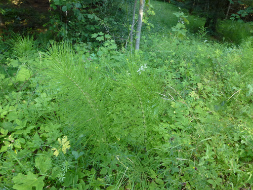 The Nature At Austria.jpg