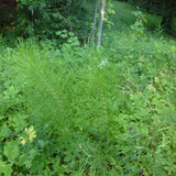 The Nature At Austria