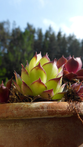 Flora Plant Beauty Publicdomain (202).jpg