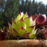 Flora Plant Beauty Publicdomain (202)