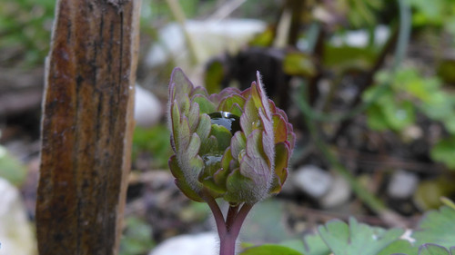 Flora Plant Beauty Publicdomain (195).jpg