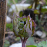 Flora Plant Beauty Publicdomain (195)
