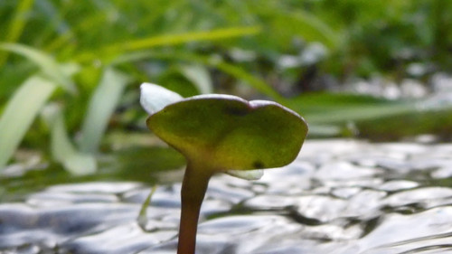 Flora Plant Beauty Publicdomain (190).jpg