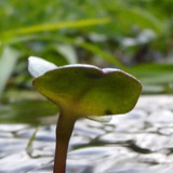 Flora Plant Beauty Publicdomain (190)