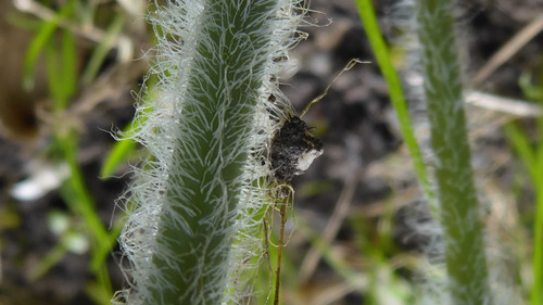 Flora Plant Beauty Publicdomain (198).jpg