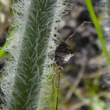 Flora Plant Beauty Publicdomain (198)