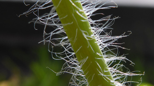 Flora Plant Beauty Publicdomain (201).jpg