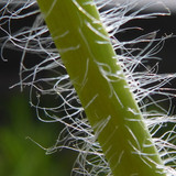 Flora Plant Beauty Publicdomain (201)