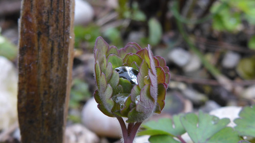 Flora Plant Beauty Publicdomain (194).jpg