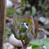 Flora Plant Beauty Publicdomain (194)