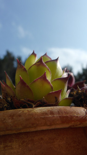 Flora Plant Beauty Publicdomain (203).jpg