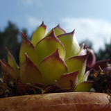 Flora Plant Beauty Publicdomain (203)