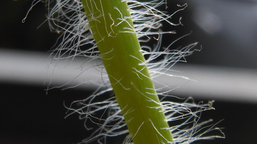 Flora Plant Beauty Publicdomain (199).jpg