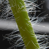 Flora Plant Beauty Publicdomain (199)