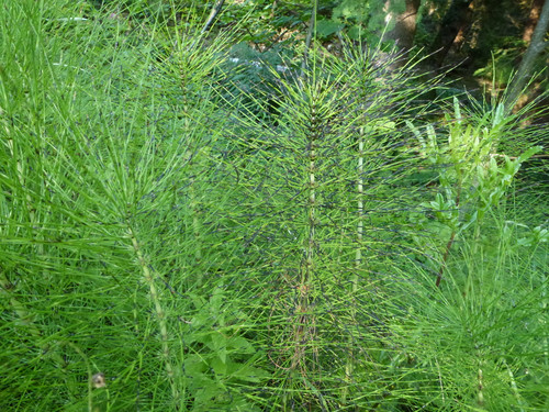 The Nature At Austria.jpg