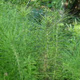 The Nature At Austria