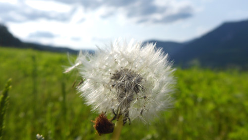 Flora Plant Beauty Publicdomain (207).jpg