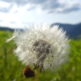 Flora Plant Beauty Publicdomain (207)