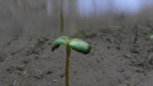 Flora Plant Beauty Publicdomain (188).jpg