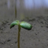 Flora Plant Beauty Publicdomain (188)