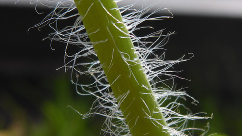 Flora Plant Beauty Publicdomain (200).jpg