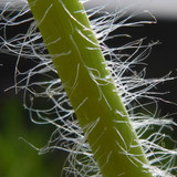 Flora Plant Beauty Publicdomain (200)