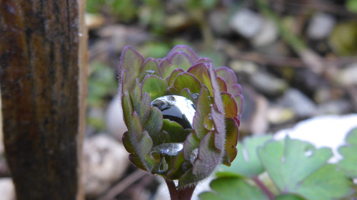 Flora Plant Beauty Publicdomain (196).jpg